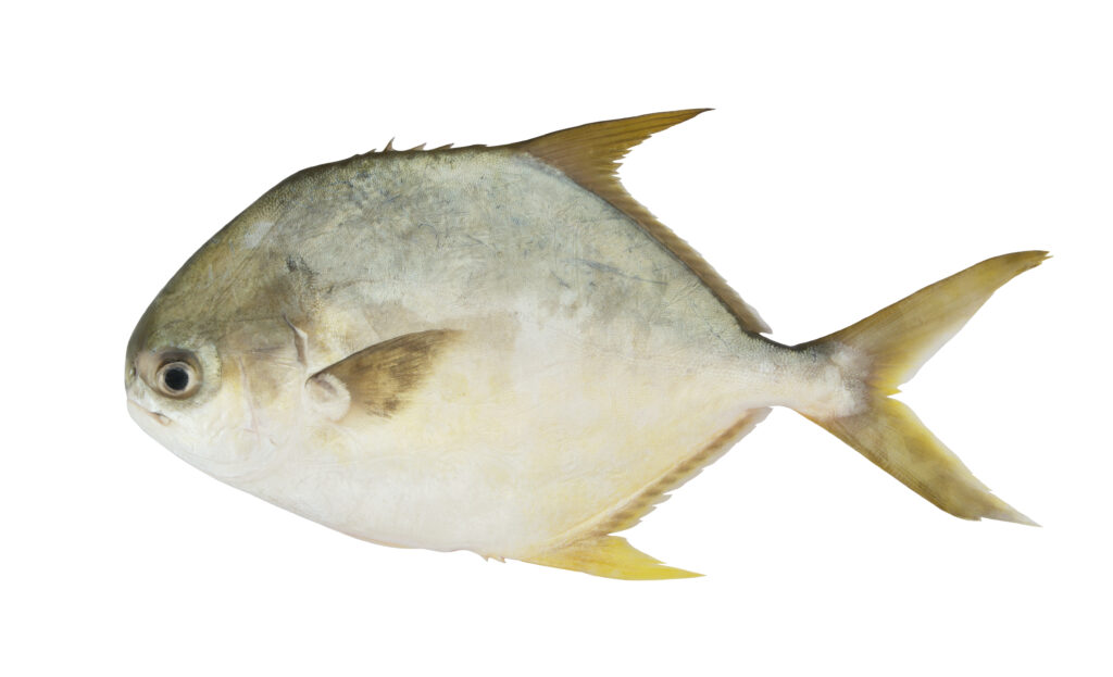 Assorted frozen seafood featuring golden pompano fish fillets displayed on a white surface.