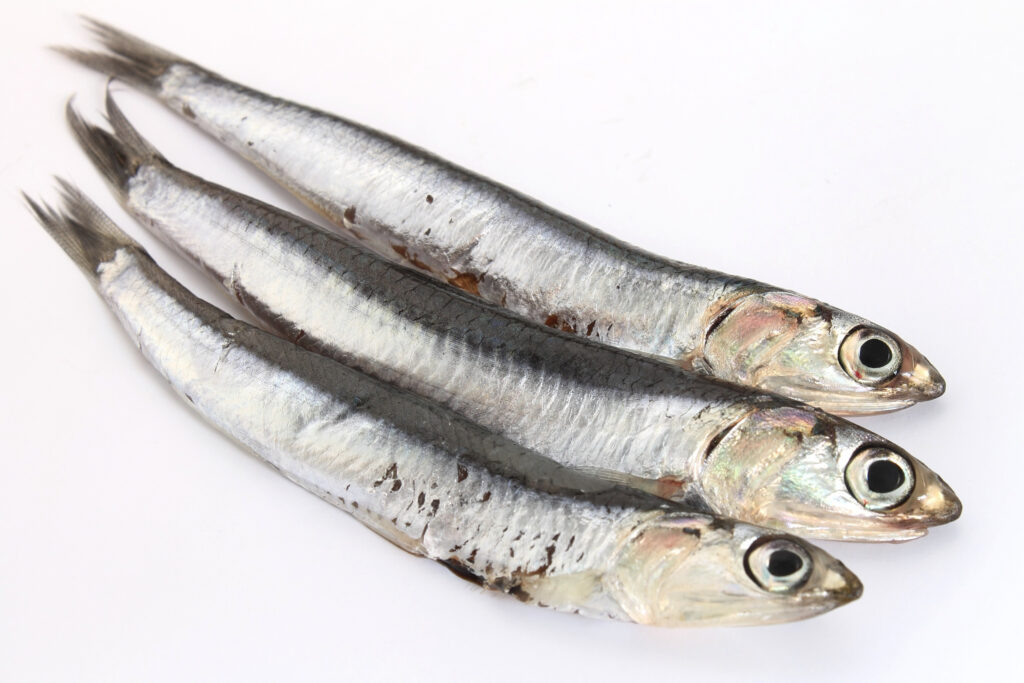 Shore Mariner Whole Anchovies, a type of frozen seafood, displayed on a white surface.